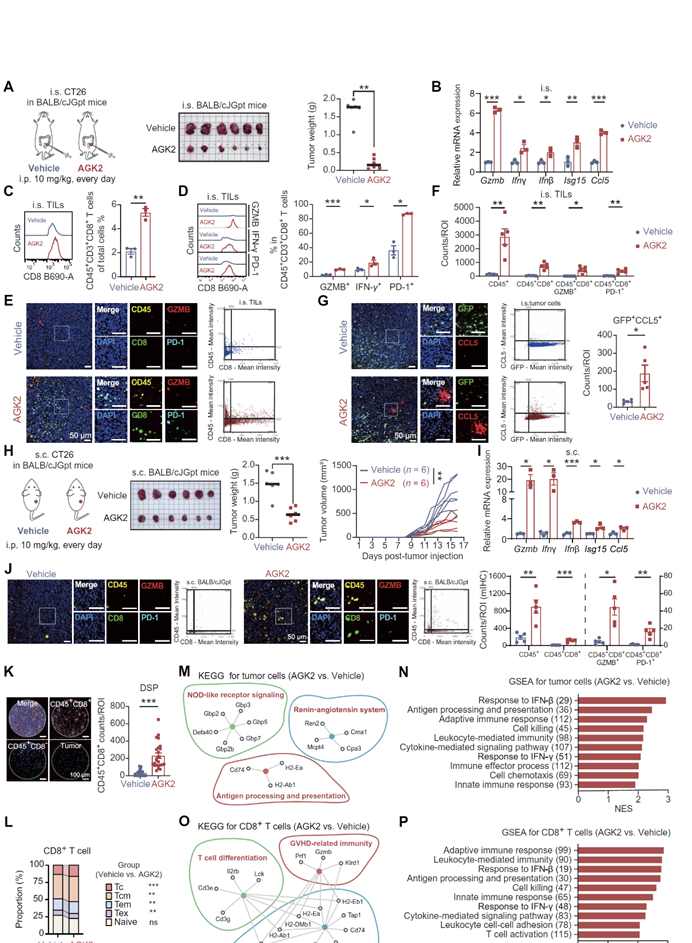 中大六院杨孜欢教授团队结直肠癌的新靶标发现Tissue Cytometry技术揭示 SIRT2 免疫治疗应用潜力