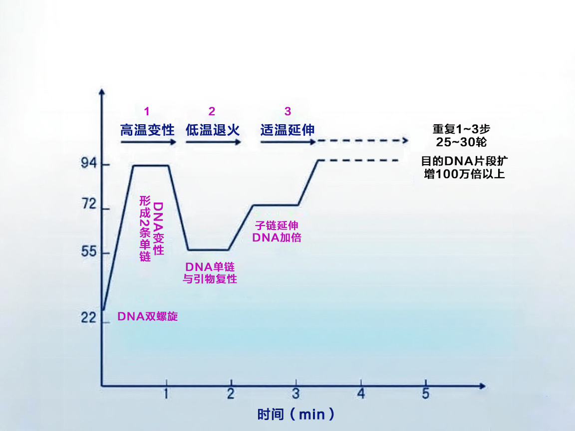 实操前必看|一文区别PCR和RT-qPCR,你的实验应该选哪种?
