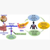 大鼠GIP单抗热销中 | 维百奥生物