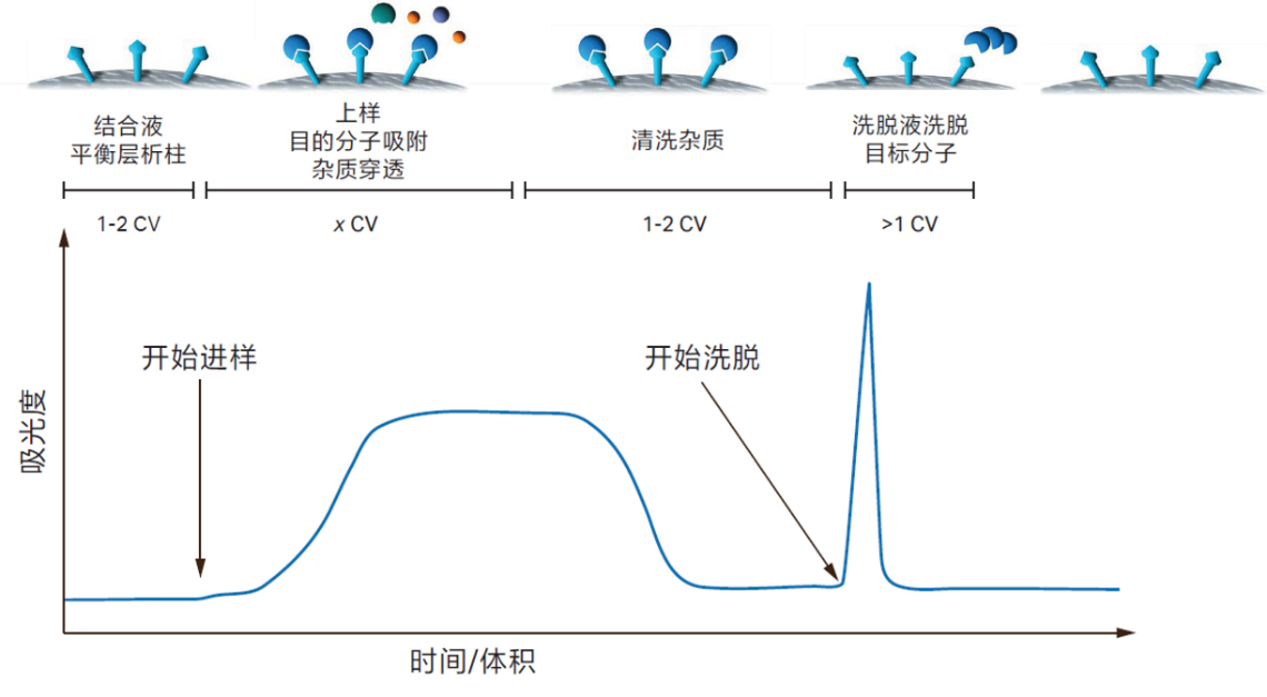 标签蛋白纯化实战秘籍：His标签纯化小技巧