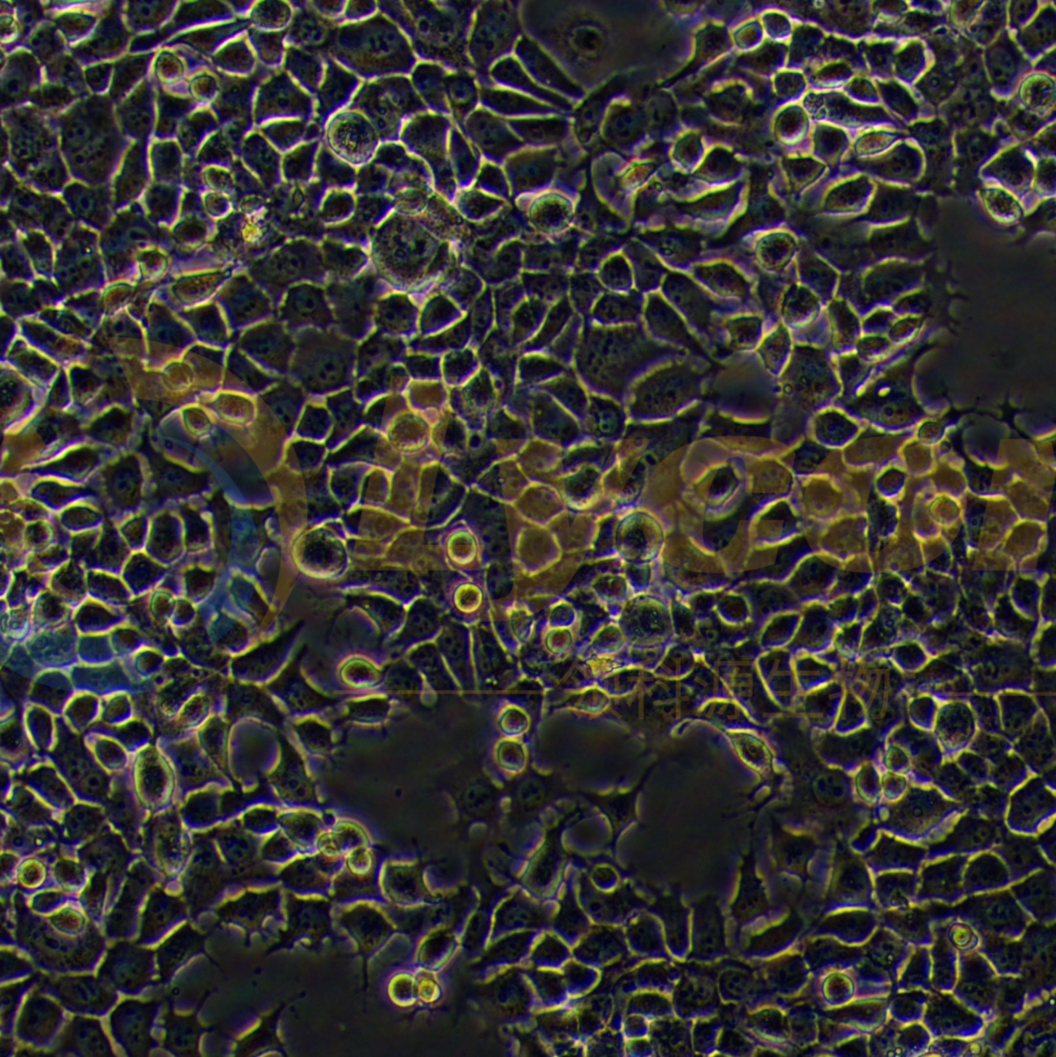 人咽鳞癌细胞;FaDu(STR)