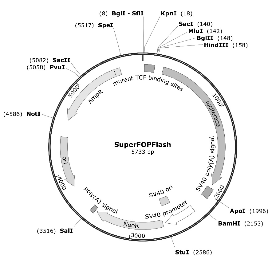 SuperFOPFlash(报告基因质粒)