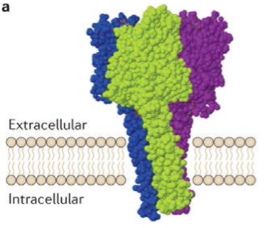 酸敏感离子通道（ASICs）的结构、功能及热门研究工具