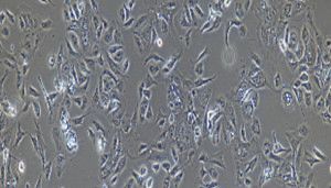 猪原代乳腺上皮细胞