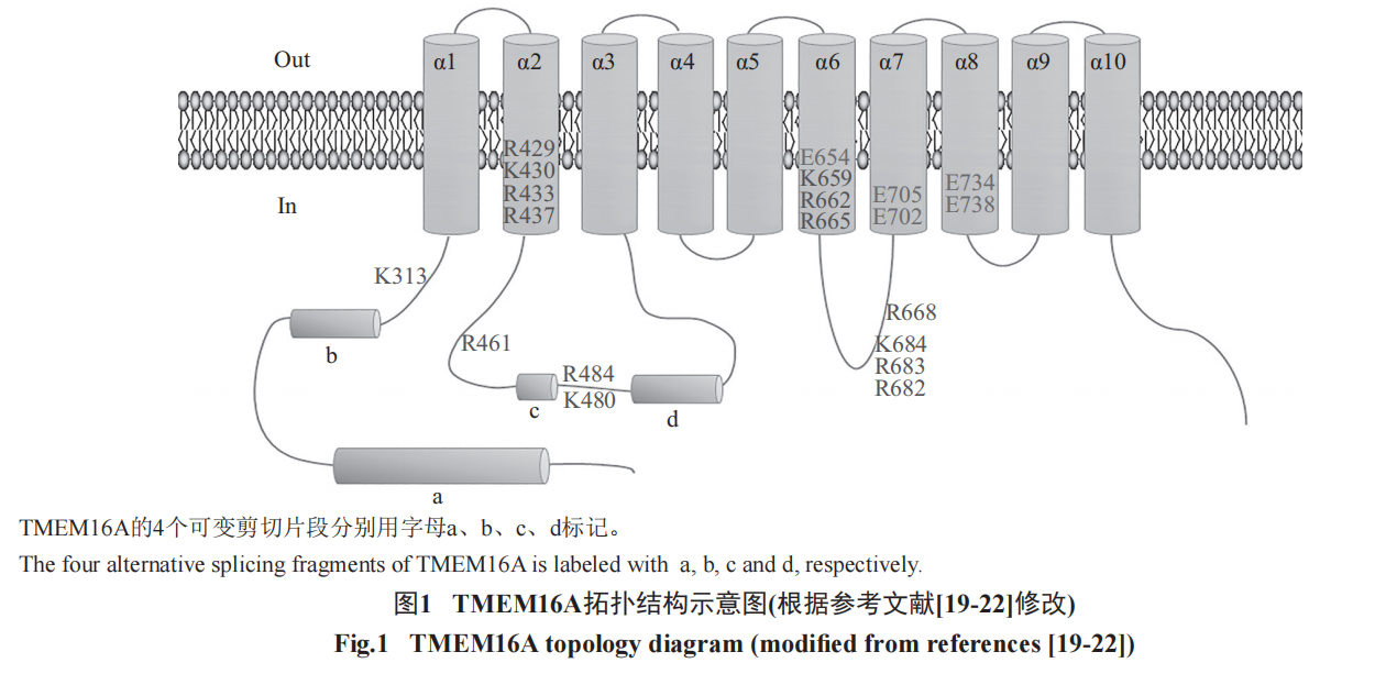 跟着斯达特学病理靶点:胃肠道间质肿瘤诊断指标DOG1/TMEM16A