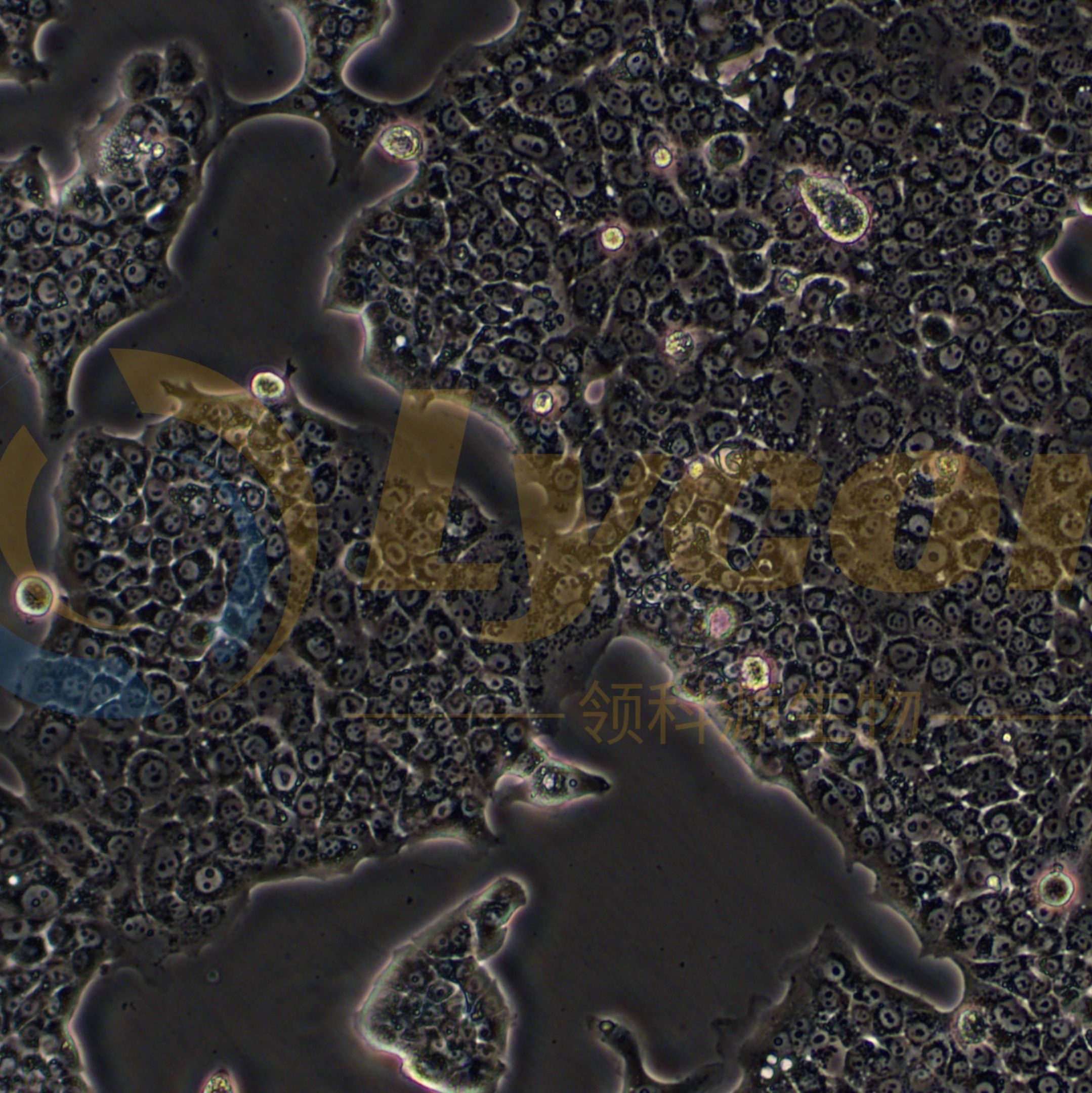 人胰腺癌细胞;Capan-1(STR)