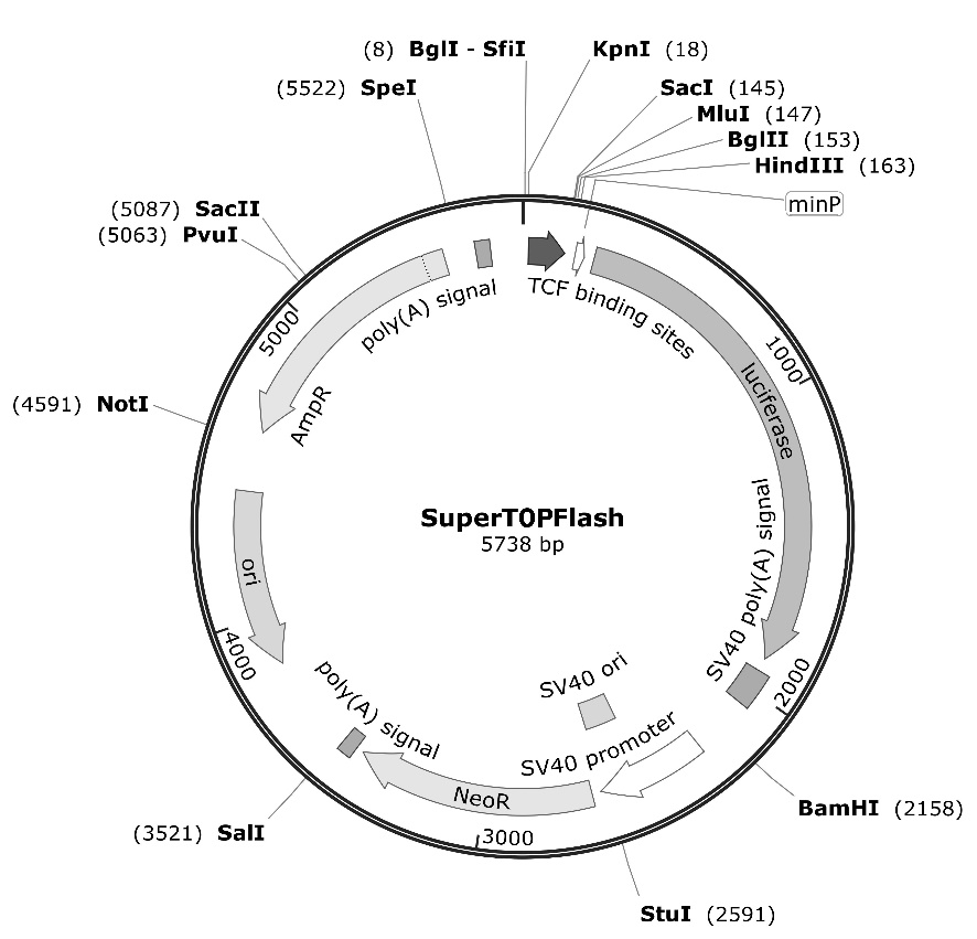 SuperTOPFlash(报告基因质粒)