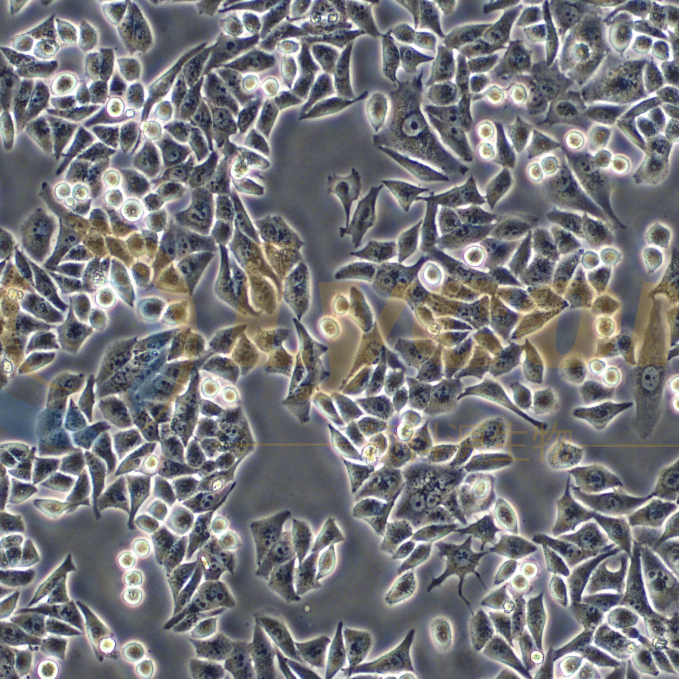人胃黏膜上皮细胞;GES-1(STR)