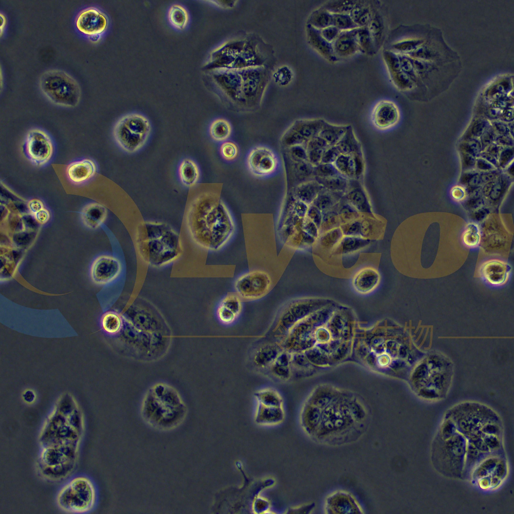 人胃癌细胞;MKN-74(STR)