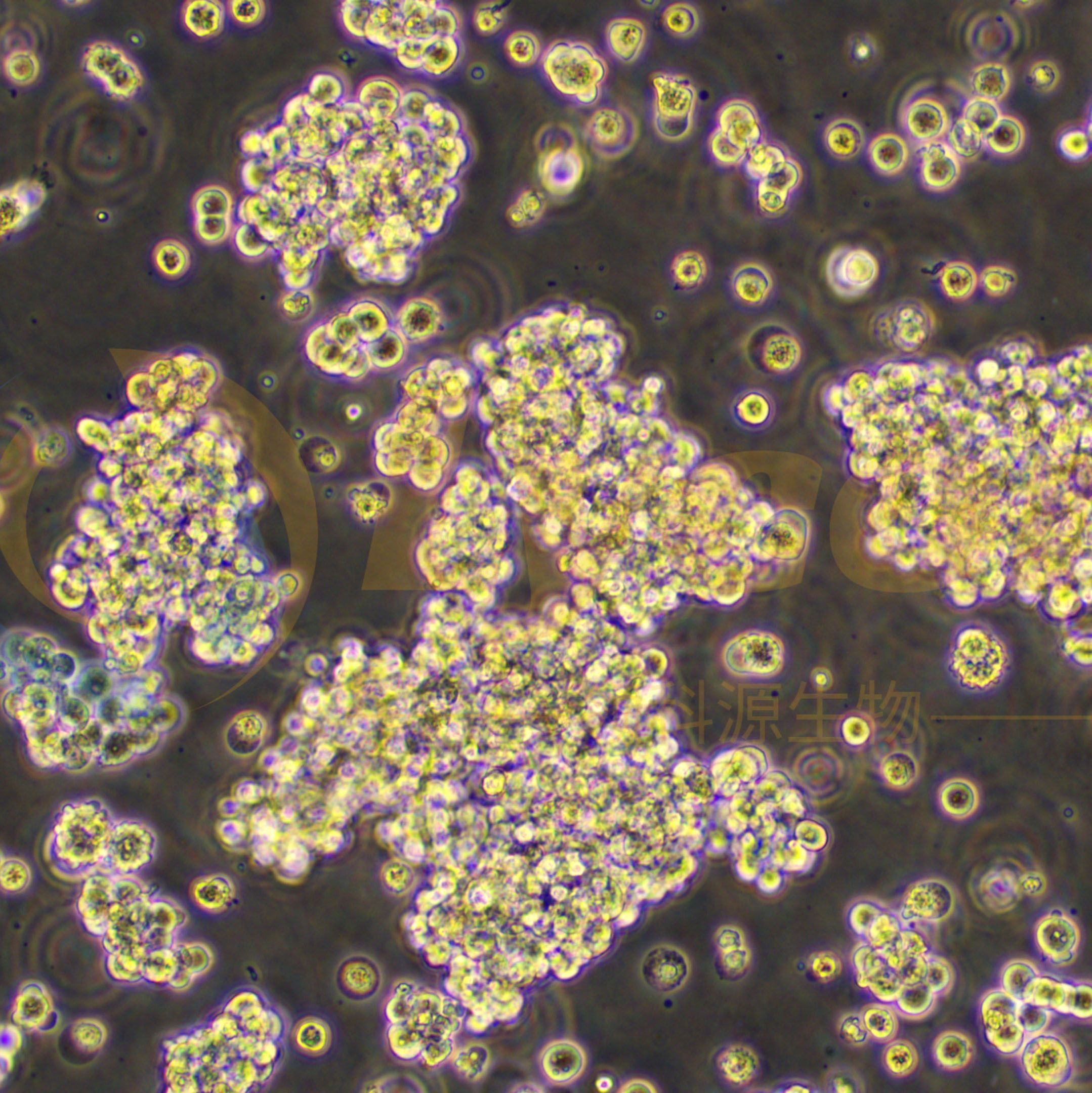 人胚肾细胞-F克隆；293F(STR)