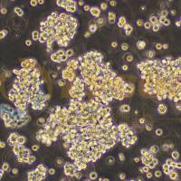 人胚肾细胞-F克隆;293F(STR)