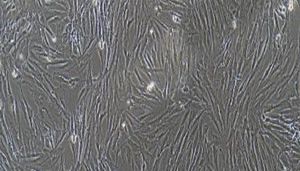 猪原代主动脉平滑肌细胞性能特点