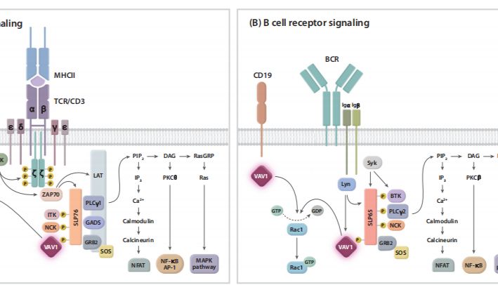 PROTAC明星靶点VAV1配体分子的高效筛选