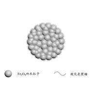 负载强力霉素的壳聚糖纳米粒子被精氨酸-甘氨酸-天门冬氨酸（RGD）修饰 Doxycycline@CS NPs-RGD