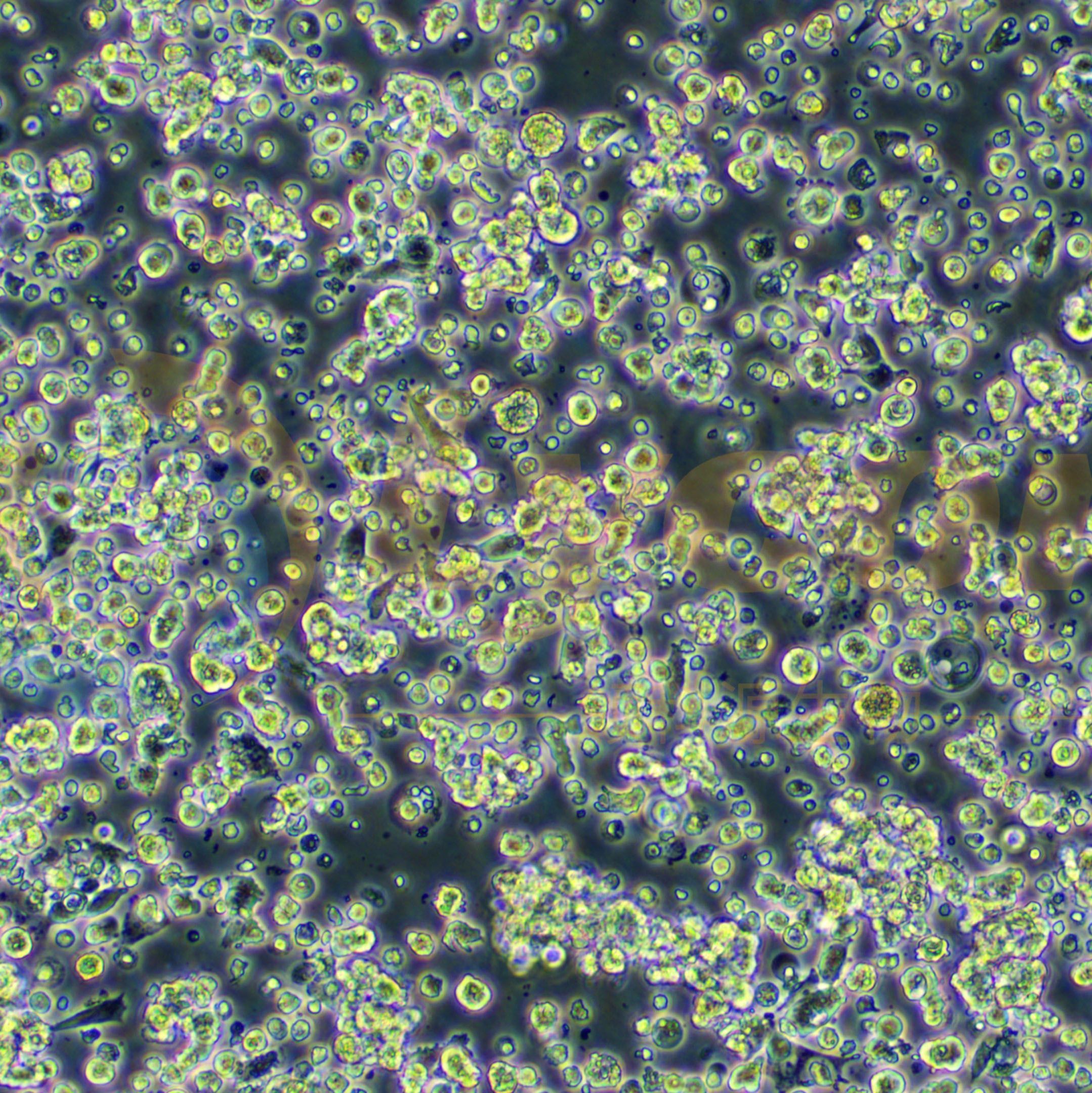人脑髓母细胞瘤细胞;D283 Med(STR)