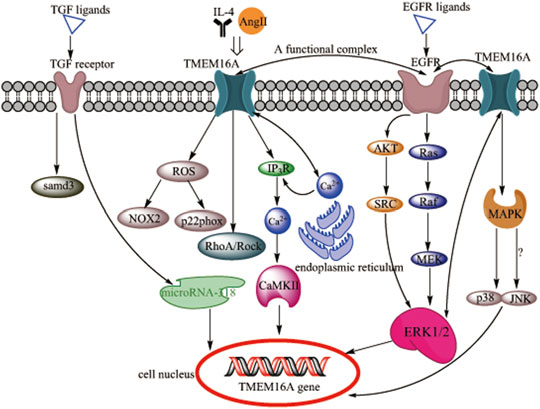 跟着斯达特学病理靶点:胃肠道间质肿瘤诊断指标DOG1/TMEM16A