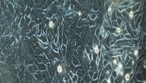 猪原代甲状腺上皮细胞性能特点