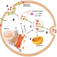 负载雷公藤甲素的工程化外泌体被肿瘤靶向肽cRGD修饰 TPL@Exosomes-cRGD