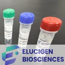 Anti-VE-Cadherin / CD144 Recombinant Rabbit Monoclonal Ab