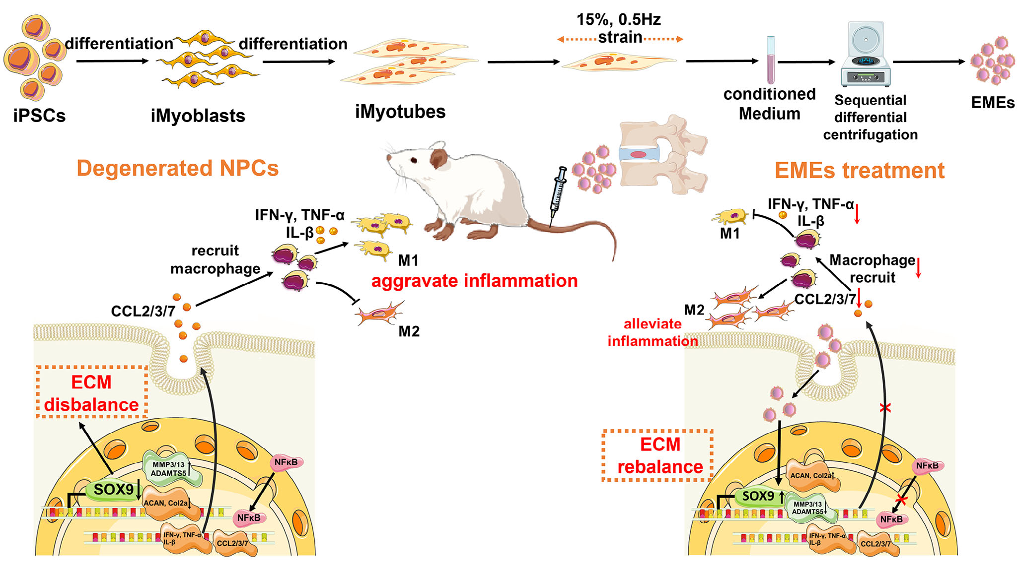 IF=10.0 | Umibio特级胎牛血清（UR50100）助力客户椎间盘退变治疗研究！