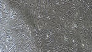 猪原代主动脉内皮细胞性能特点