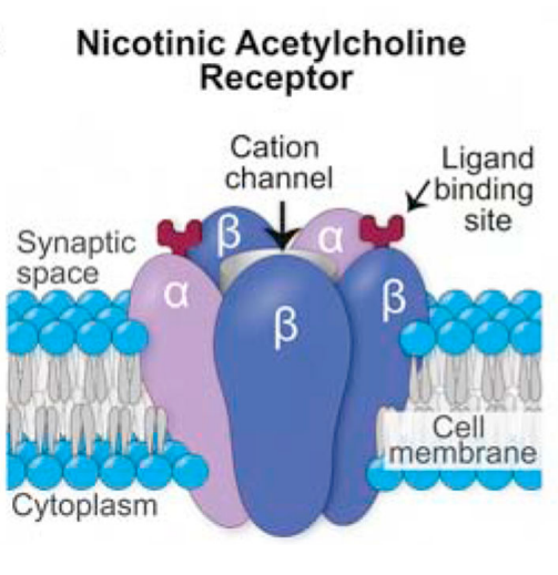 乙酰胆碱受体（nAChRs）结构、功能和热门研究工具
