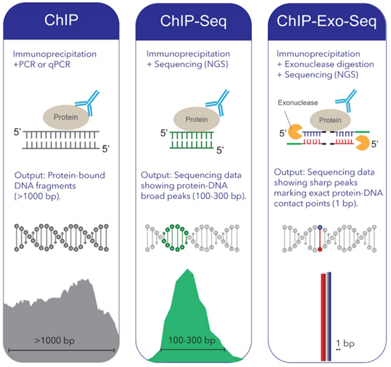 ChIP-Exo-Seq：新一代染色质免疫沉淀测序技术