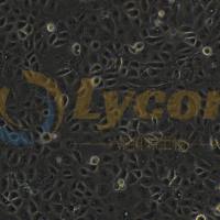 人肾小管上皮细胞;HK-2(STR)