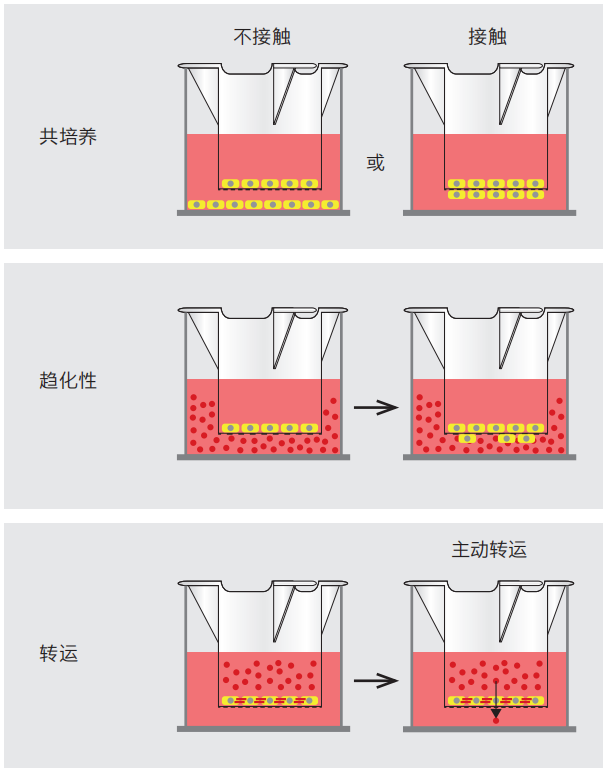 细胞培养小室 / 插入式细胞培养皿 / 插入皿