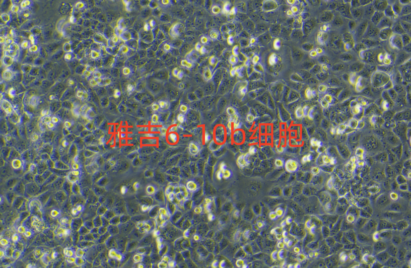 A2780人卵巢癌细胞如何培养