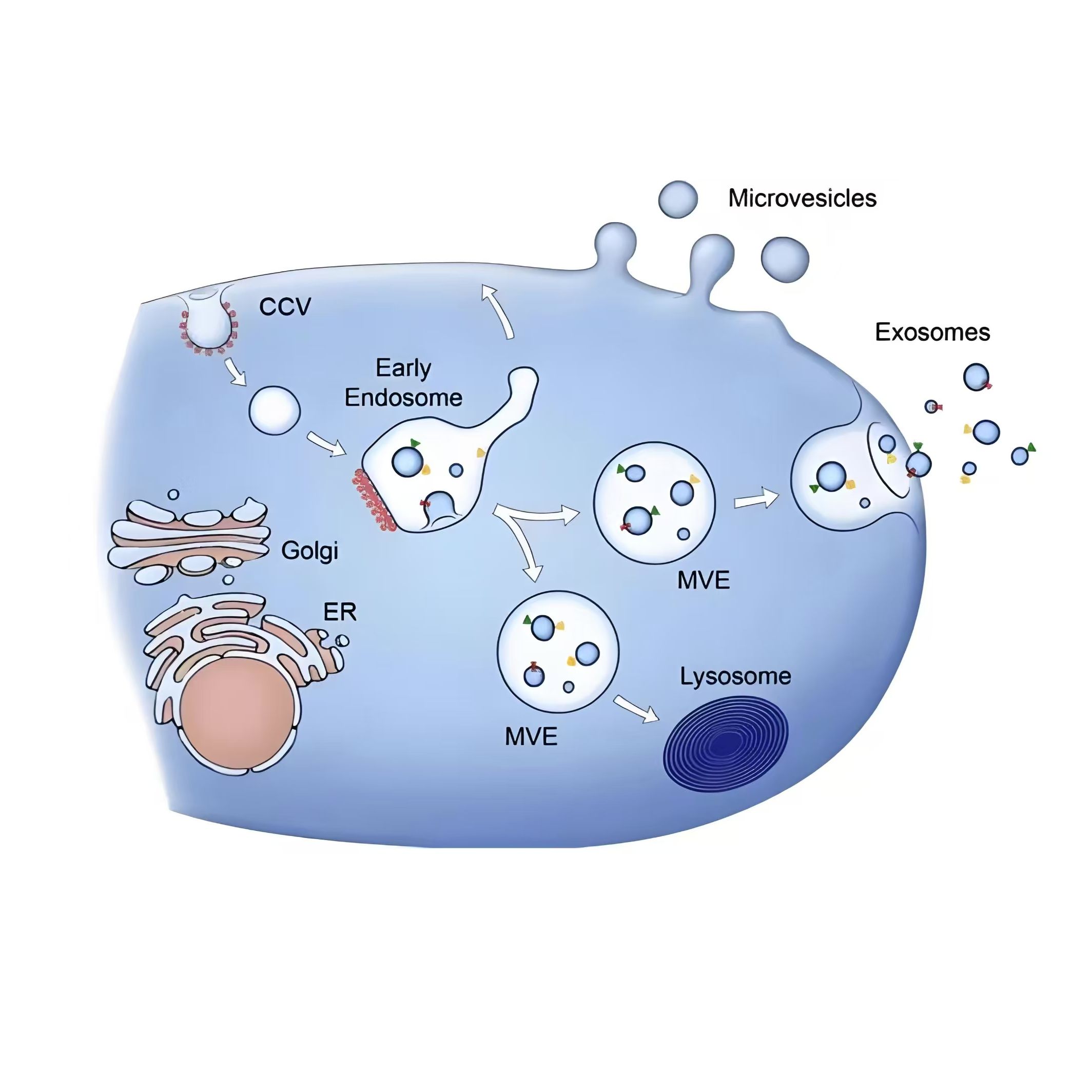 负载CRISPR-Cas9核糖核蛋白的外泌体被心肌靶向肽CTP修饰 CRISPR/Cas9 RNP@Exo-CTP