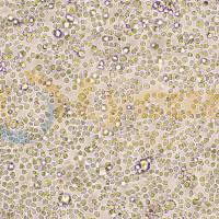 人淋巴母细胞;T2(174×CEM.T2)(STR)