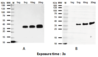 4h快速WB即用型全流程试剂盒（WB检测试剂盒）(Weste