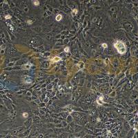 人胰腺癌细胞;Panc 0813