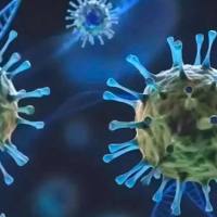 鼠抗牛病毒性腹泻一型(bvdv1)配对单克隆抗体