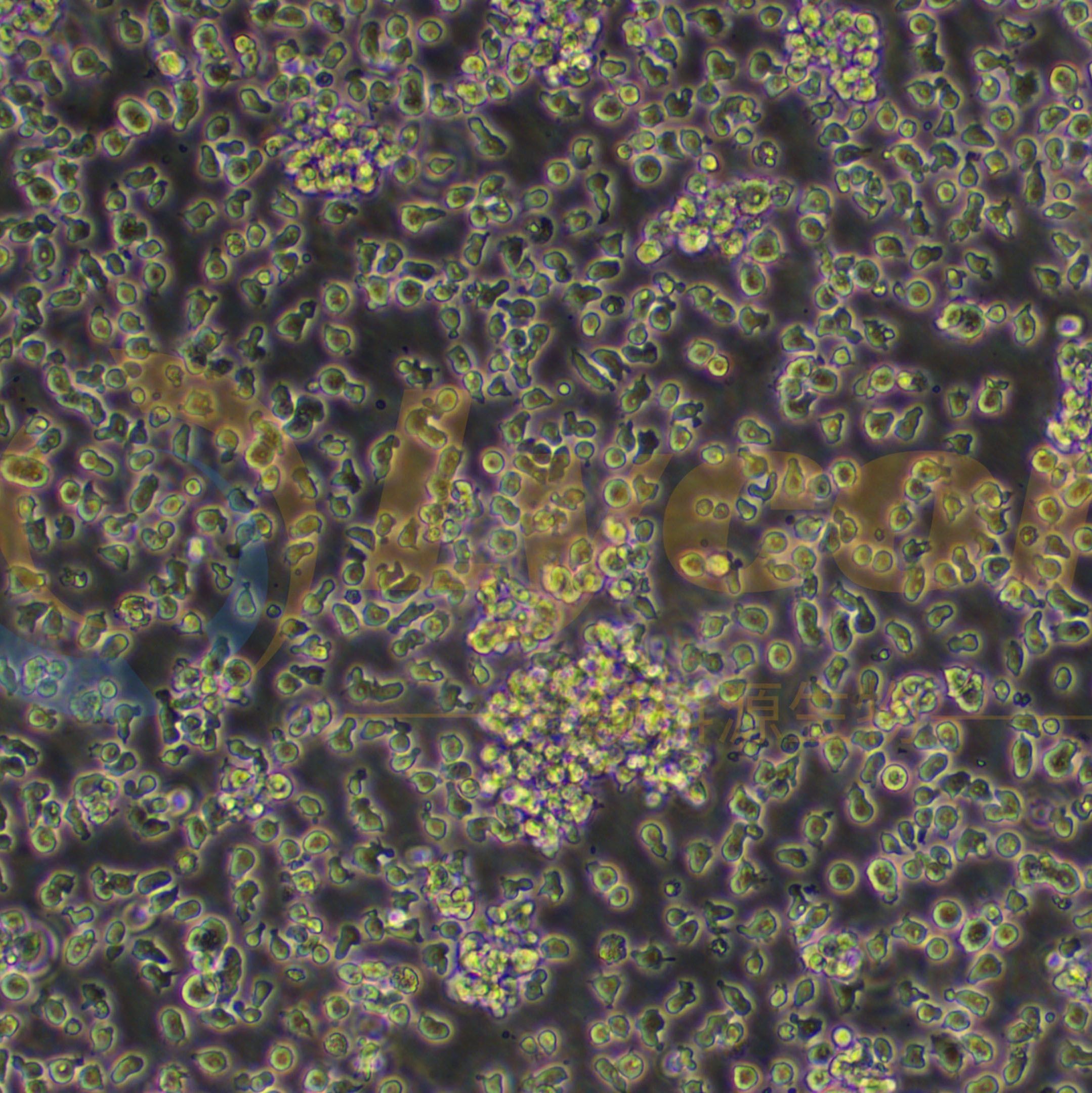 人慢性B细胞白血病细胞；MEC-1(STR)