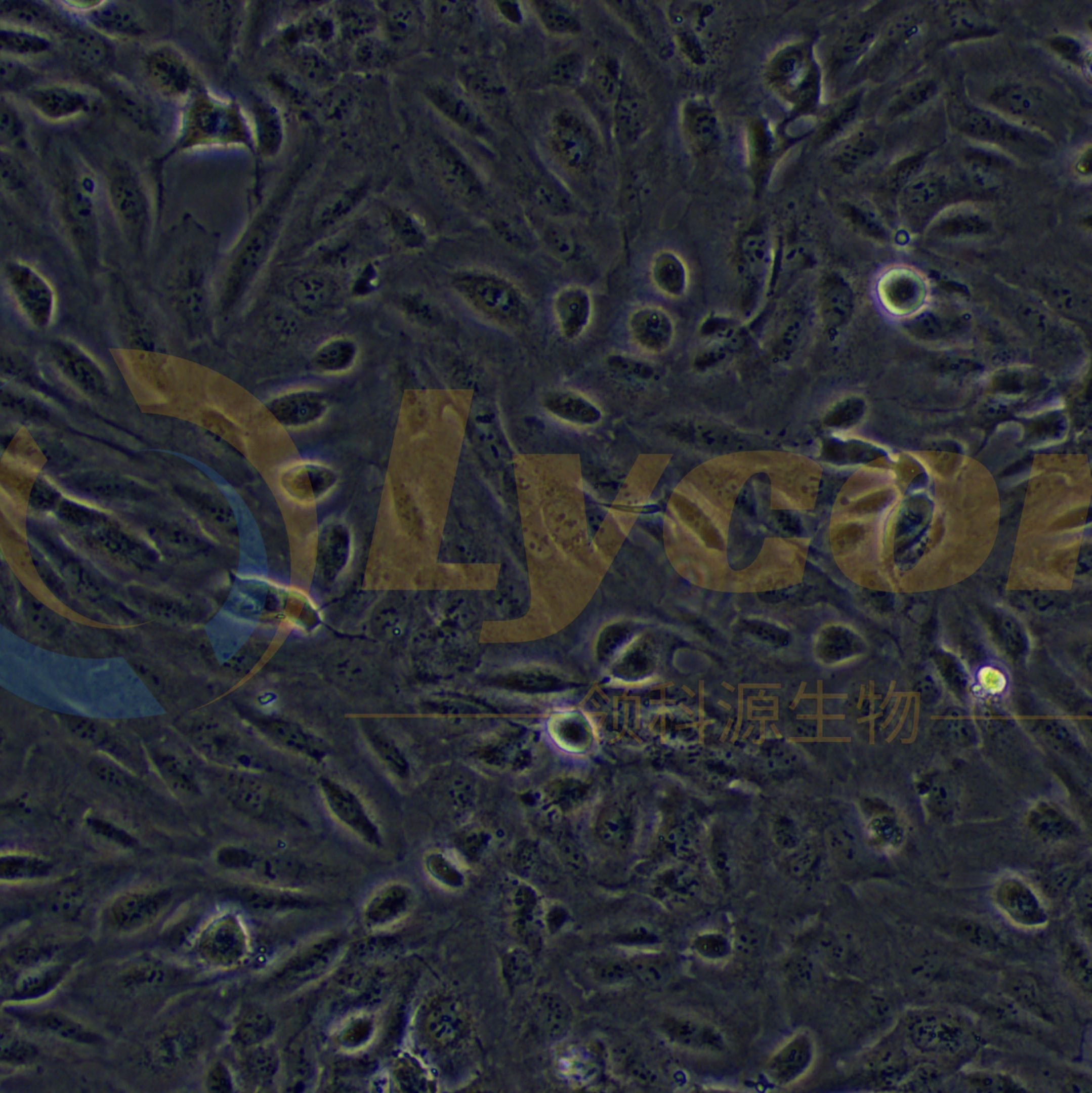 人肾透明细胞腺癌细胞;786-O(STR)