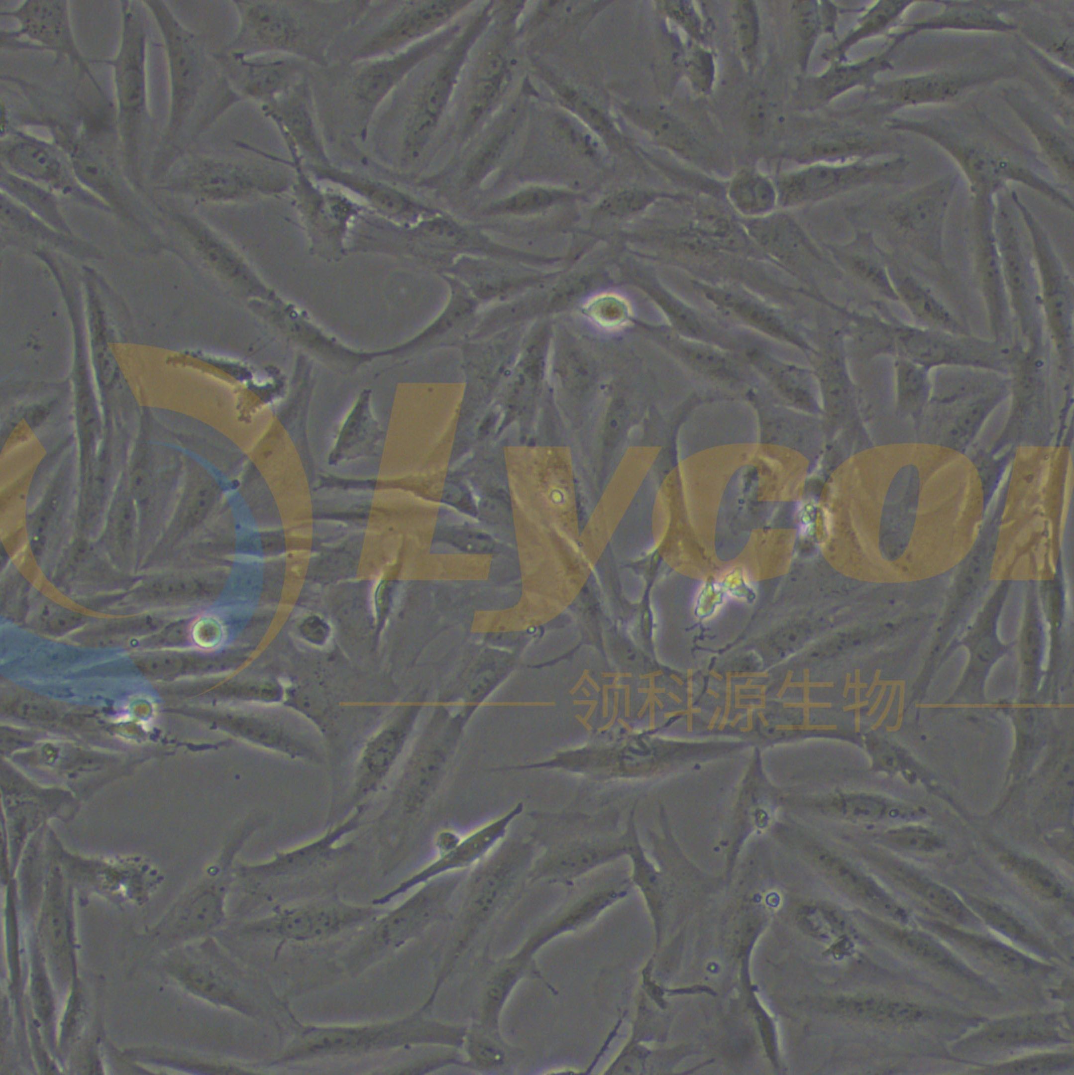 人脑瘤细胞；SF126(STR)