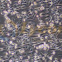 人前列腺癌细胞；PC-3(STR)