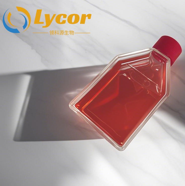 永生化人风湿关节炎滑膜成纤维细胞