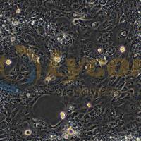 人胰腺癌细胞;HPAC(STR)