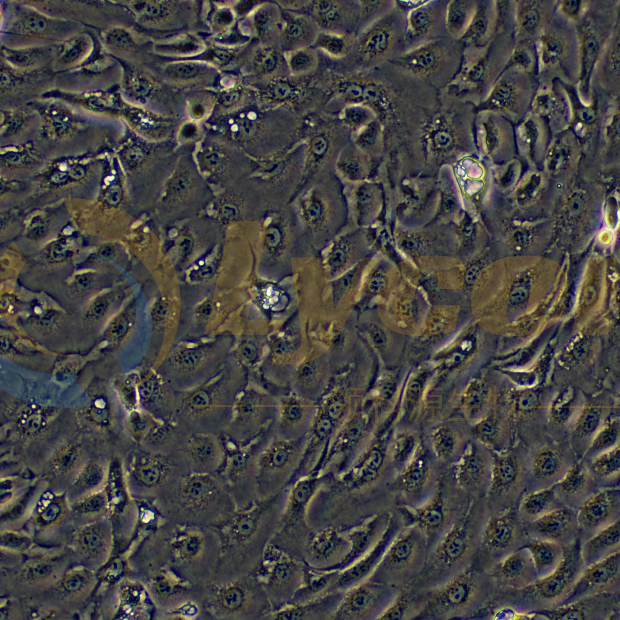人胰腺癌细胞；PANC 05.04(STR)