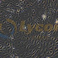 人胰腺癌细胞；PANC 05.04(STR)