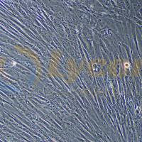 人皮肤成纤维细胞；BJ(STR)