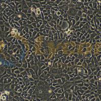 人胚肾细胞;AD293(STR)