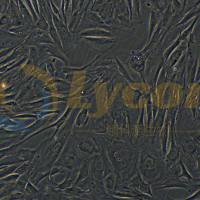 兔主动脉平滑肌细胞;CCC-SMC-1