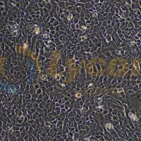 小鼠肝细胞;AML12(种属鉴定)