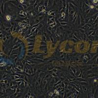 小鼠胚胎成骨细胞前体细胞;MC3T3-E1(种属鉴定)