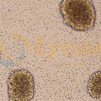 人B淋巴细胞;GM12878(STR)