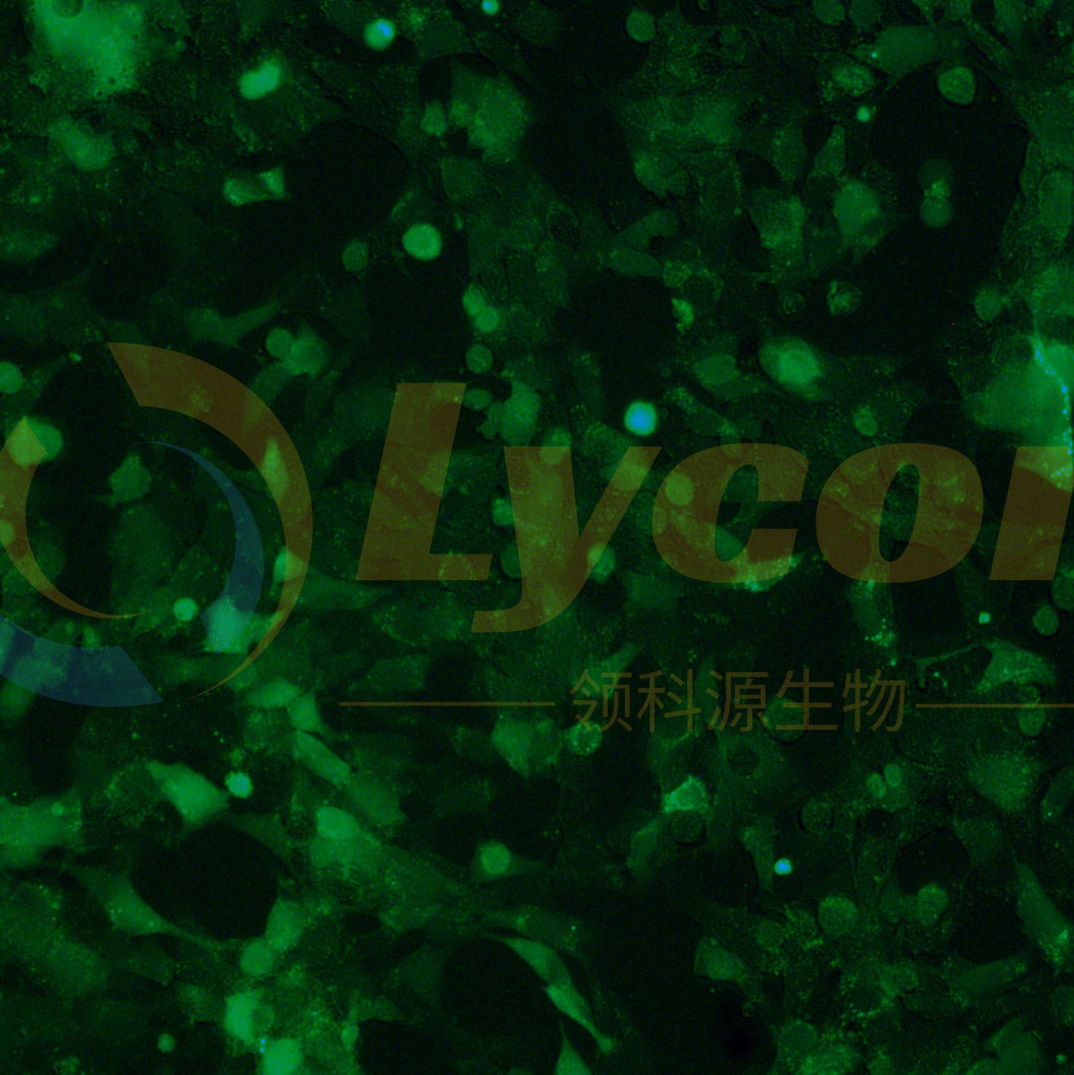 小鼠胶质瘤细胞带绿色荧光;GL261/GFP(种属鉴定)